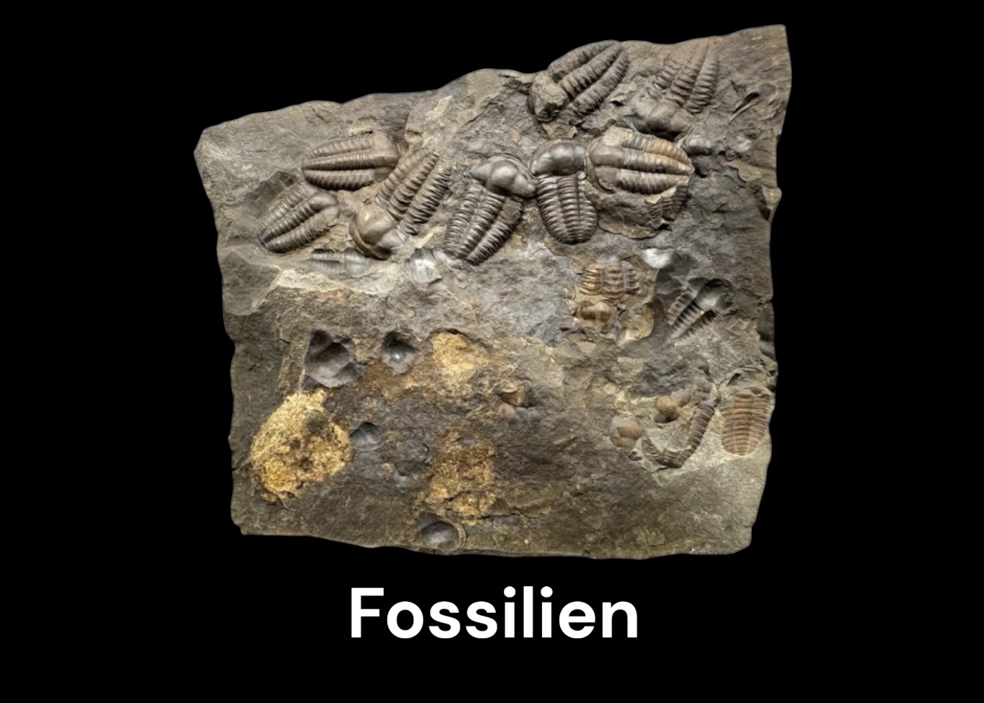 Fossilien
